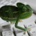 Green-chameleon-on-the-keyboard