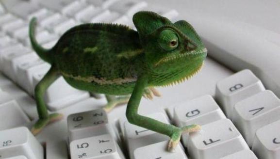 Green-chameleon-on-the-keyboard