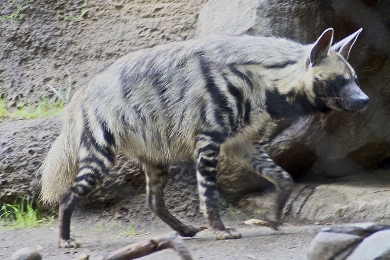 800px-Striped_Hyena_5